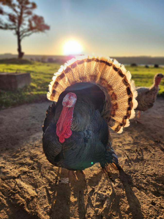 Green Thumb Farm Stay エルメロ エクステリア 写真